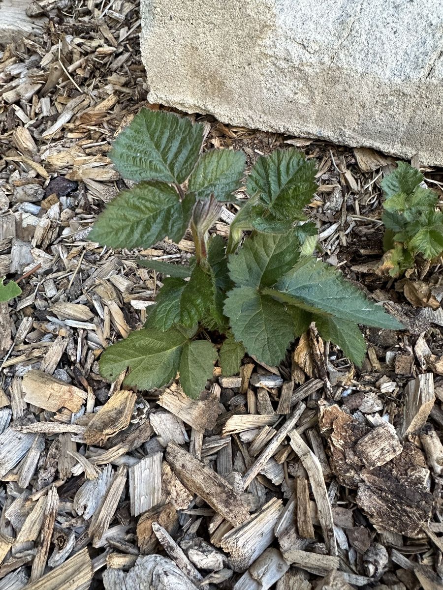 Thornless Blackberry starter plant