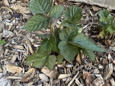 Thornless Blackberry starter plant