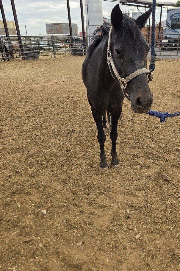 All Around Pony