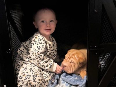 AKC Registered Chinese Shar Pei puppies