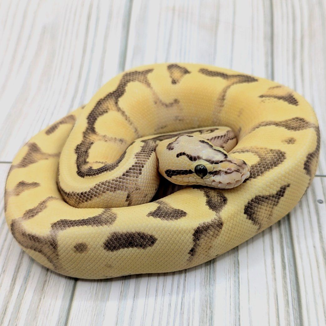 2025 Female Vanilla Scream Enchi Ball Python