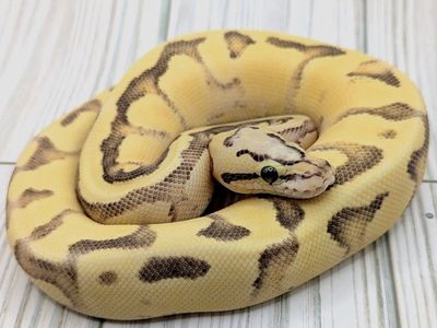 2025 Female Vanilla Scream Enchi Ball Python