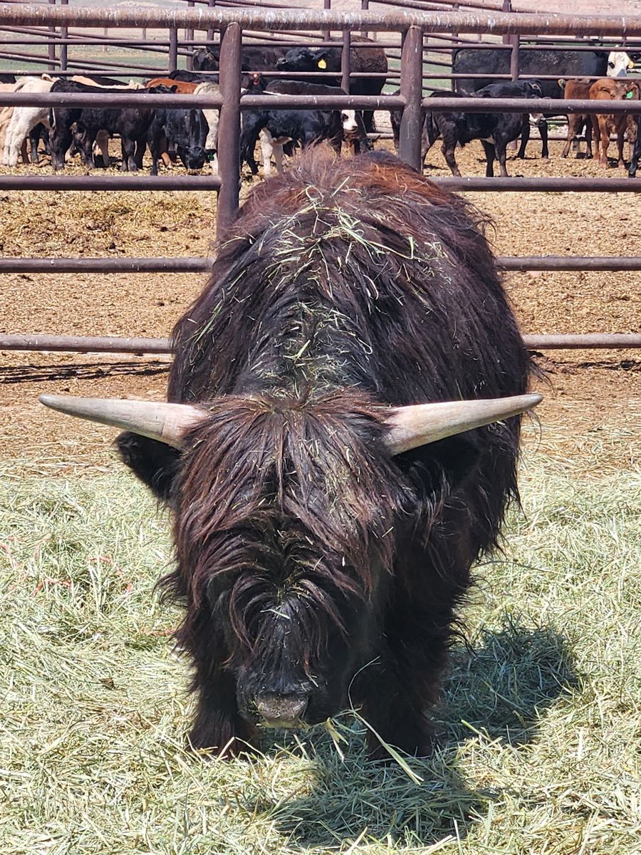 Highland Bull