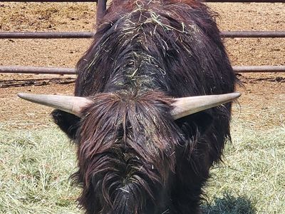 Highland Bull