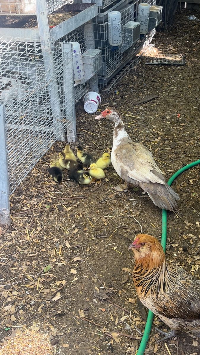 Gorgeous Muscovy Ducklings
