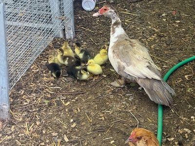 Gorgeous Muscovy Ducklings