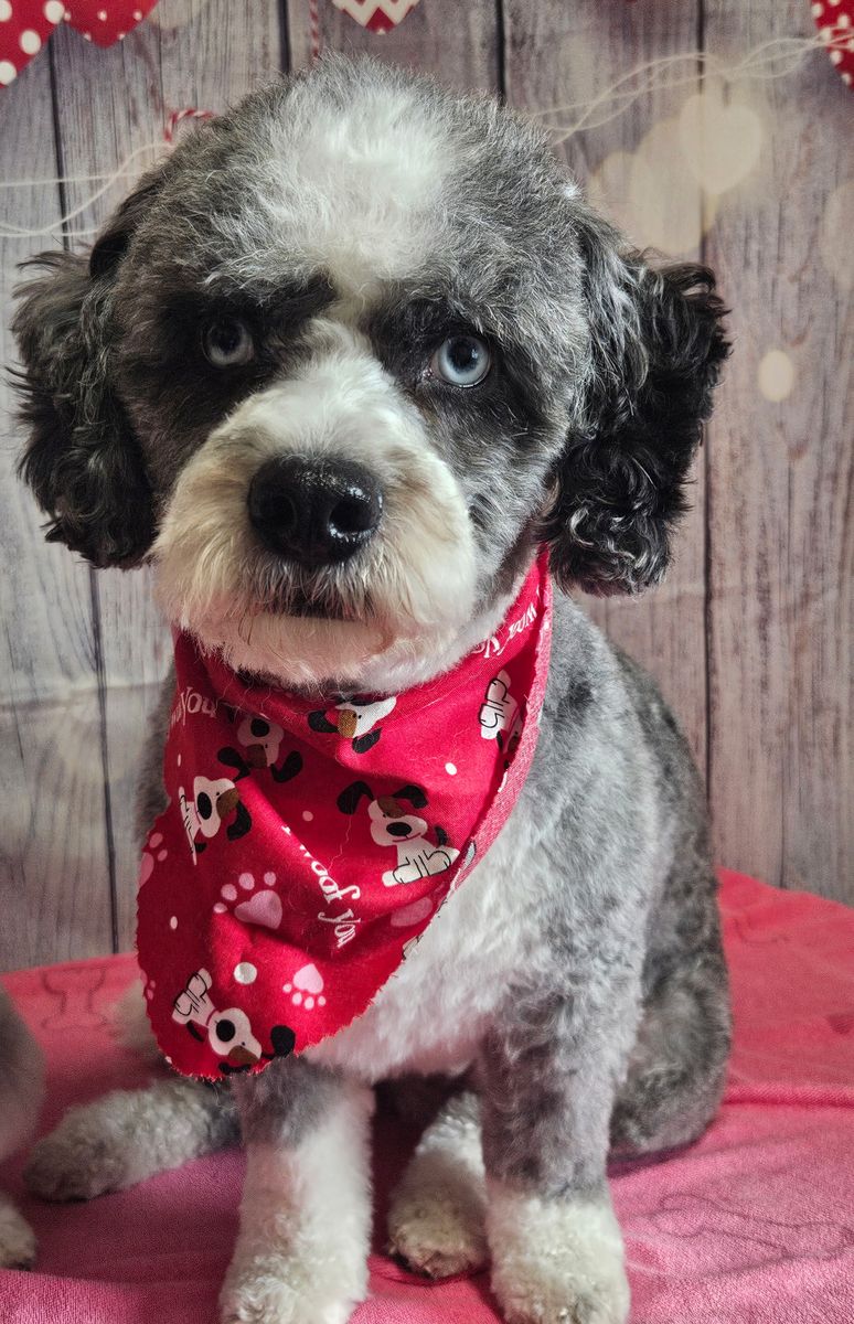 Rehome Miniature Bernedoodle