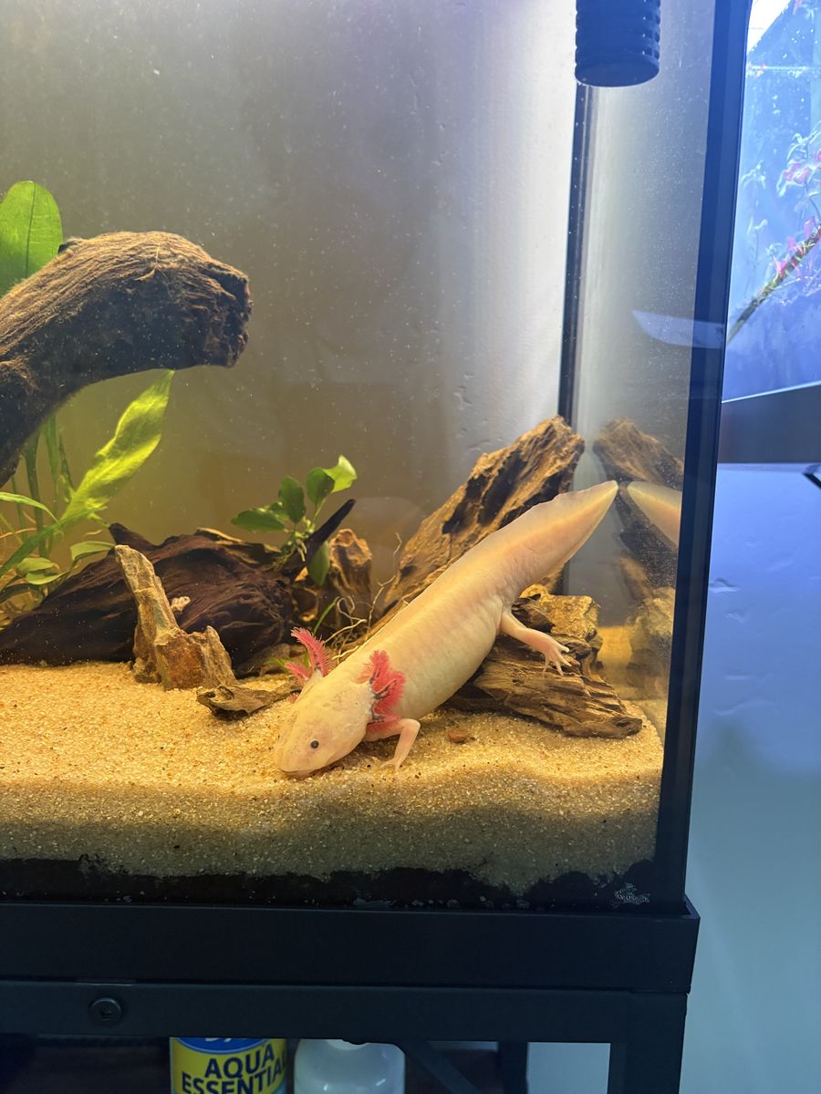 Rehoming Axolotl