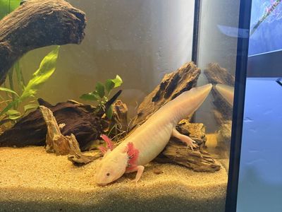 Rehoming Axolotl