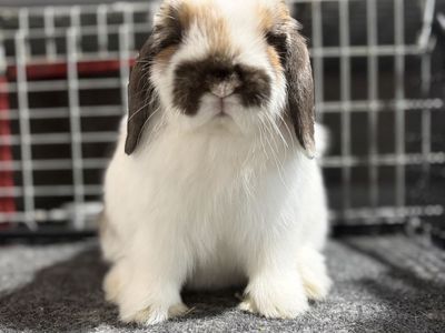 Holland Lop Buck