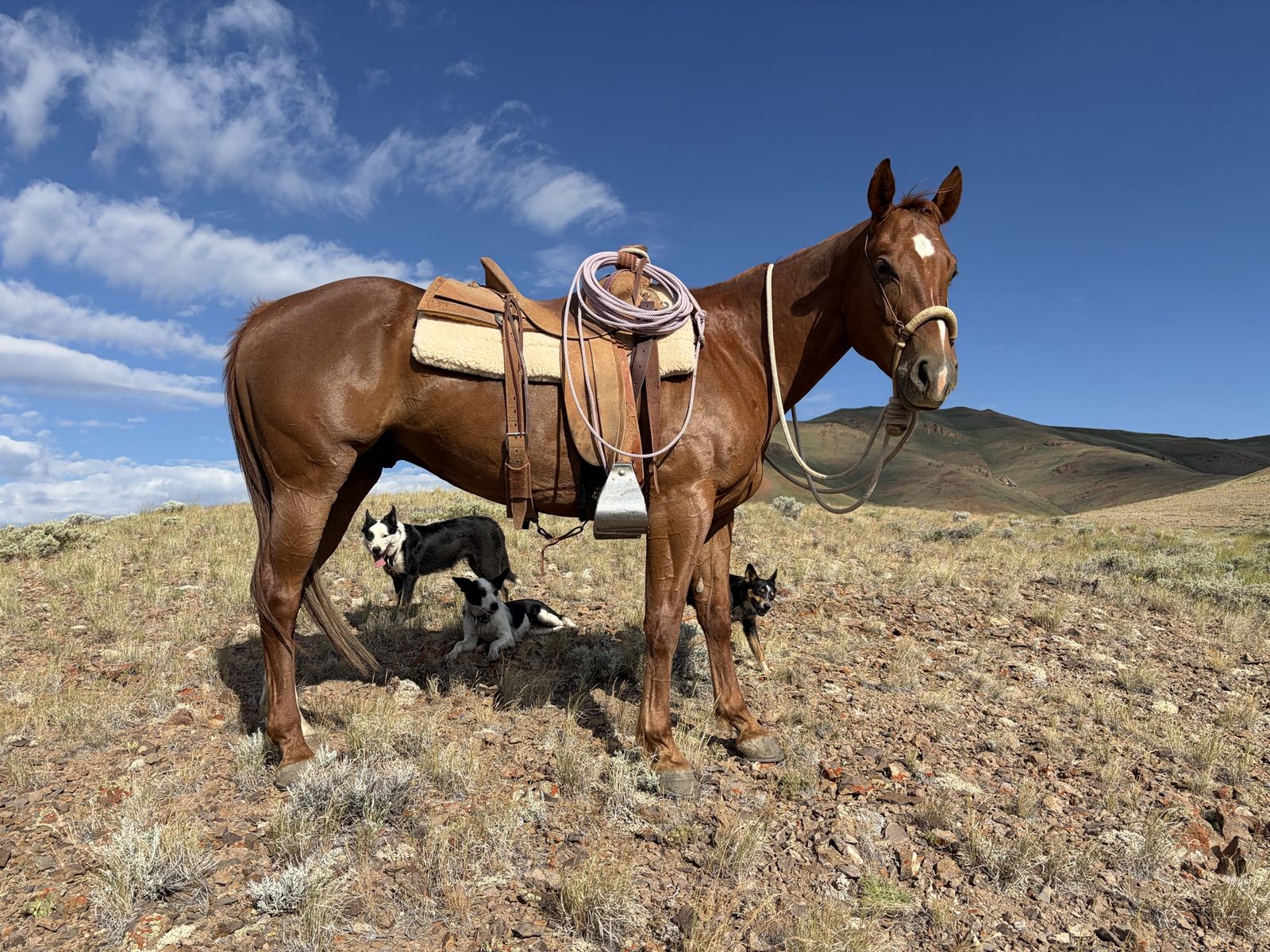 6 y/o Grade Gelding