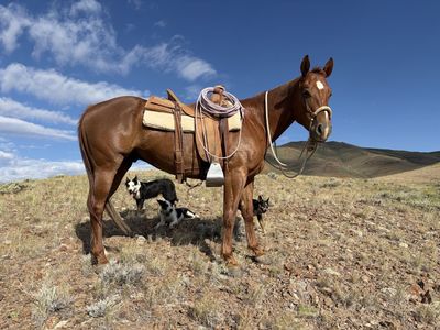 6 y/o Grade Gelding