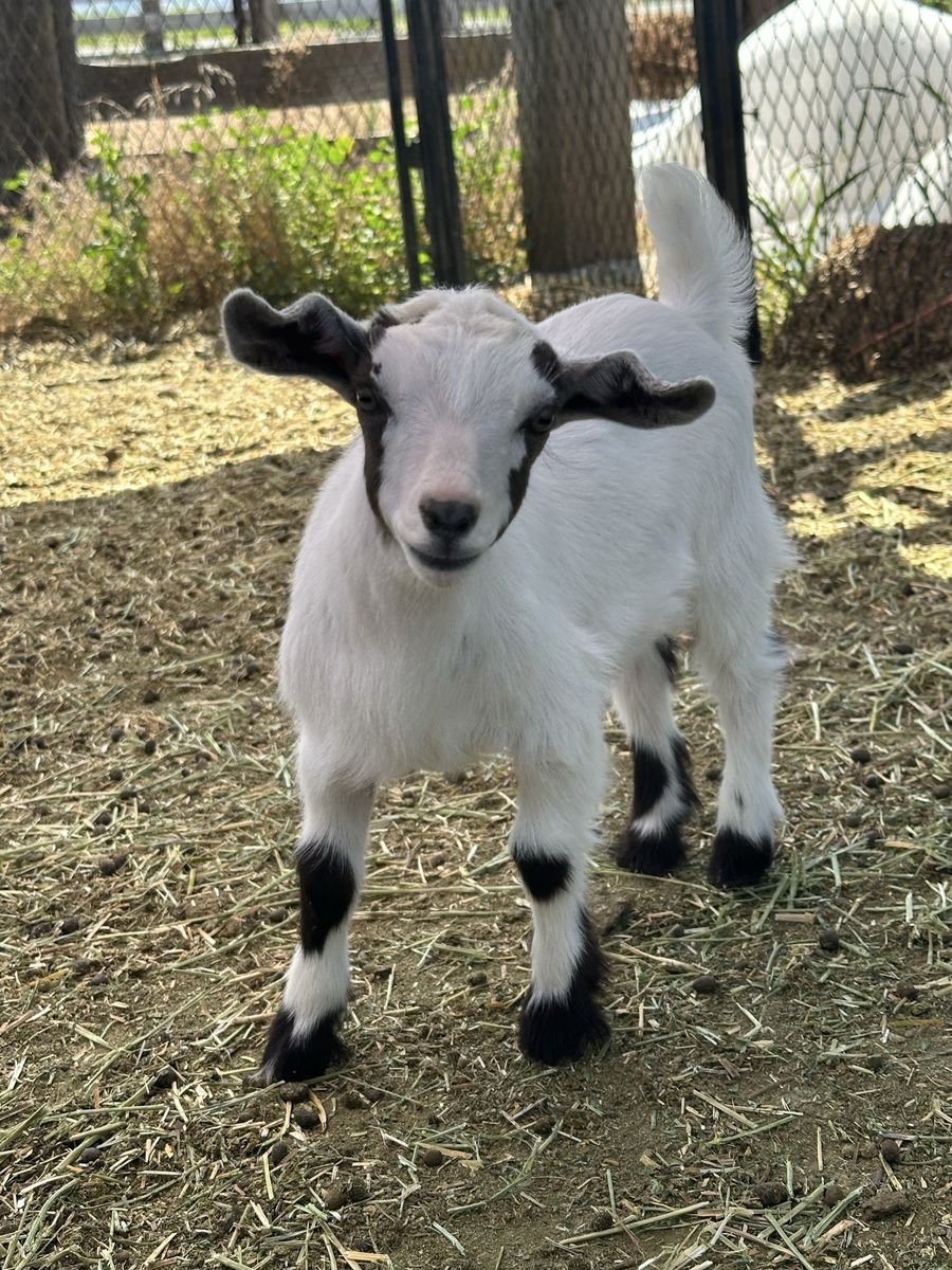 Nigerian Dwarf Doeling 