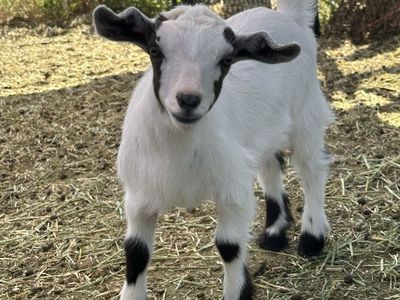 Nigerian Dwarf Doeling