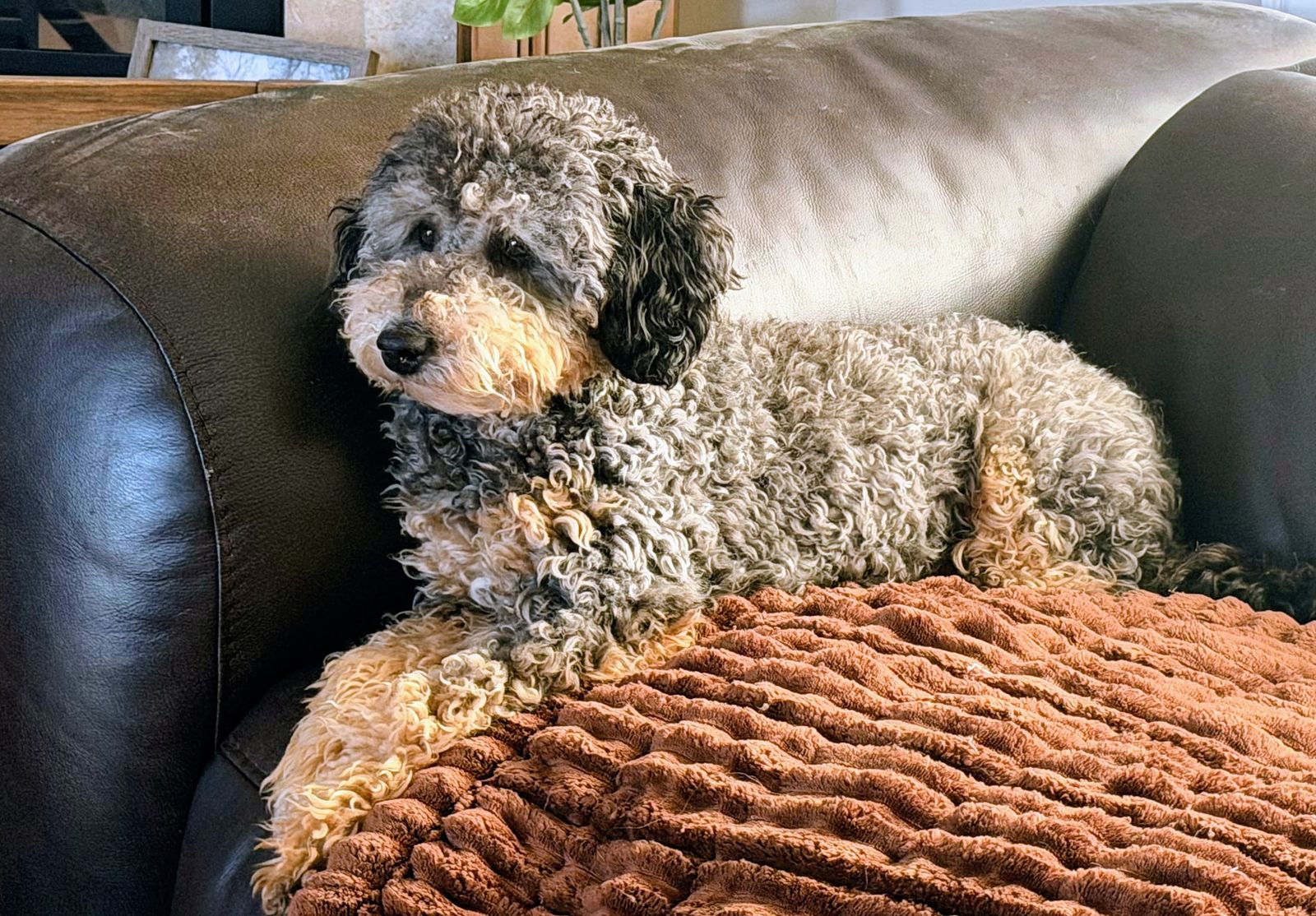 Aussiedoodle Girl 10 months old - Clear Genetics. Doodle. Poodle