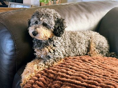 Aussiedoodle Girl 10 months old - Clear Genetics. Doodle. Poodle