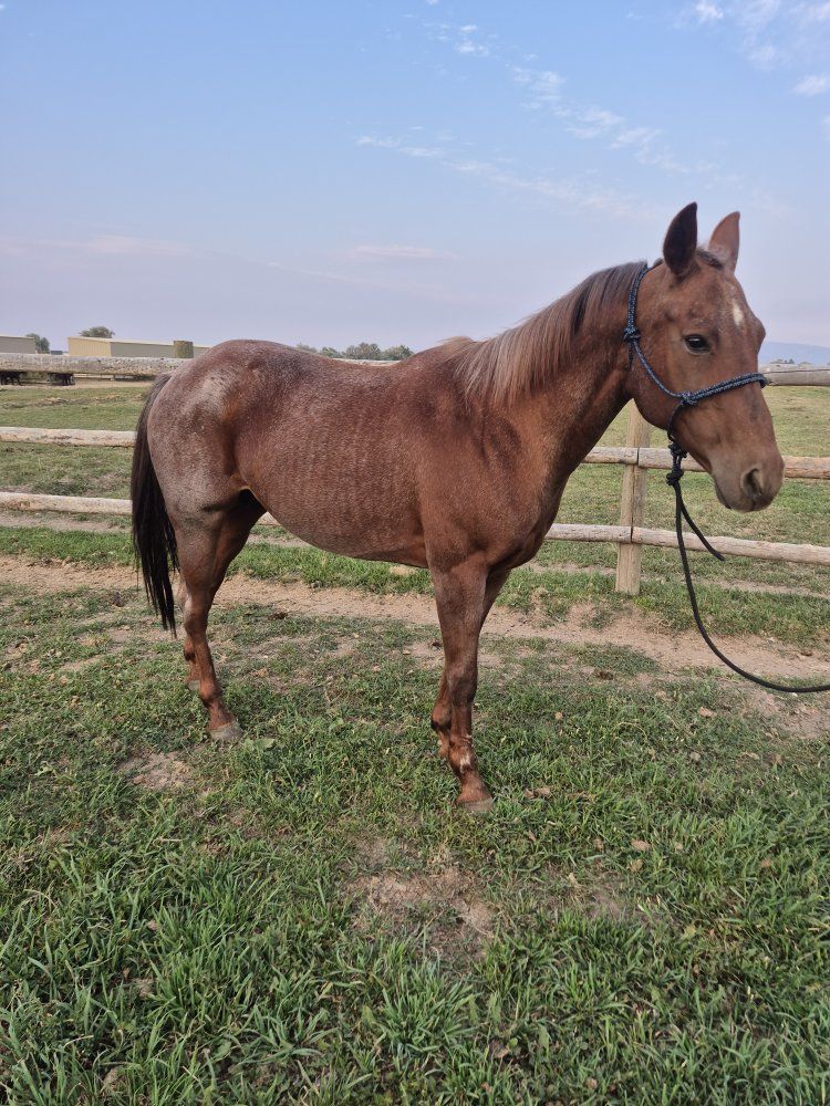 AQHA Registered Red Roan Mare 