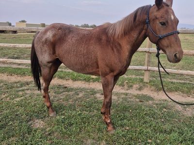 AQHA Registered Red Roan Mare