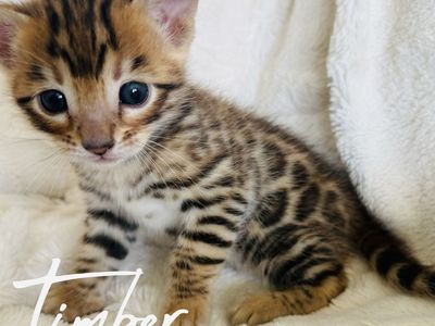Bengal Kittens