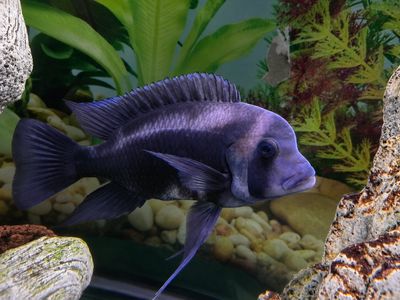 "5-6" Male Black Widow Frontosa Cichlid