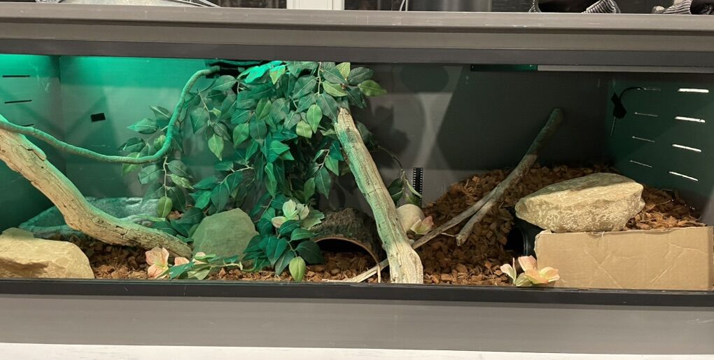 NEED GONE!! EVERYTHING needed for a snake