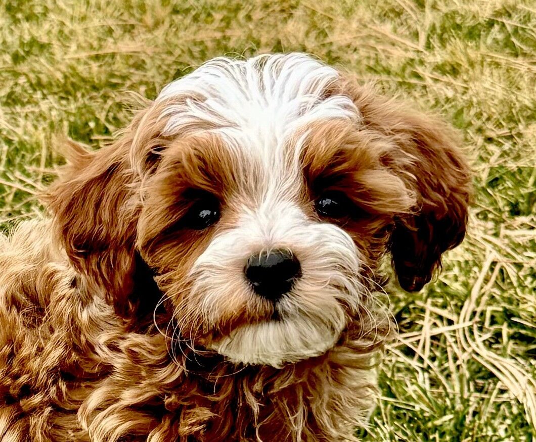 4th Gen Micro GOLDENDOODLE Puppy Red White Poodle Golden Retriever Tuxedo Mini Puppies