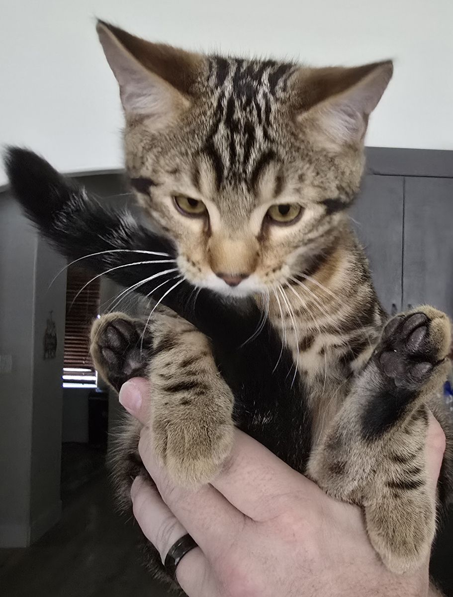Bengal Kitten