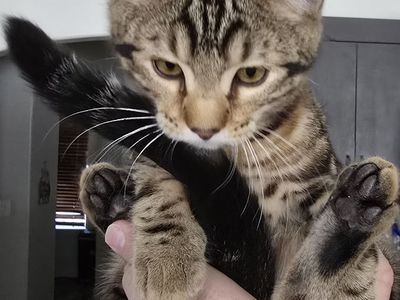 Bengal Kitten