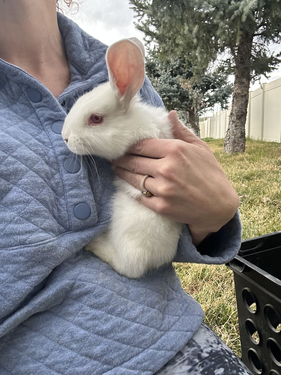 Baby Rabbit Rentals For Pictures
