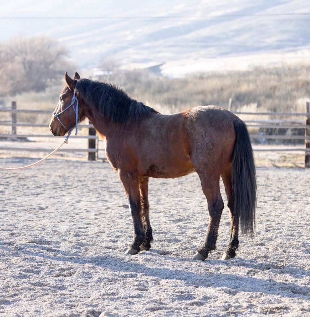 Bay Roan Gelding