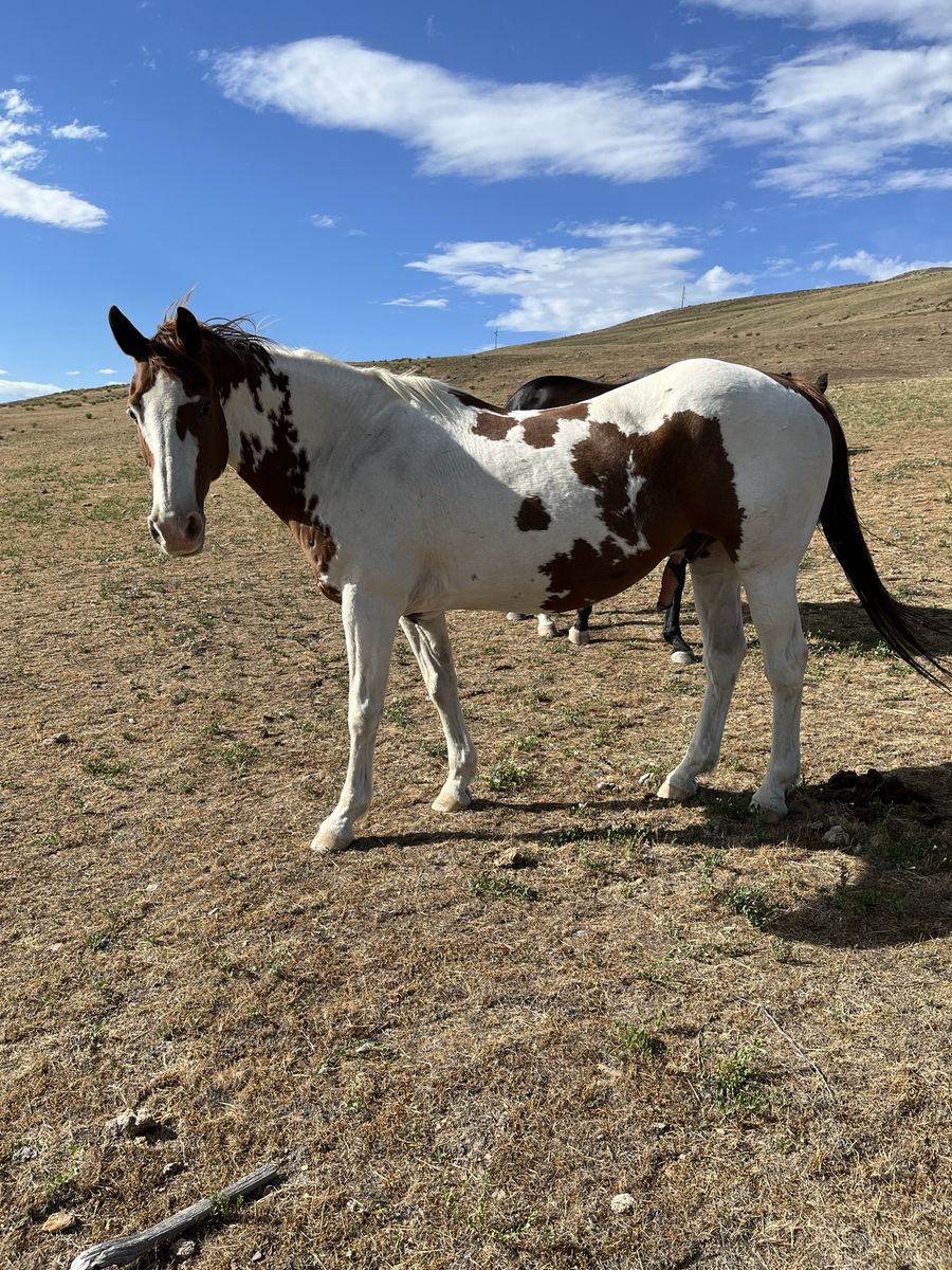 Older gelding