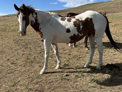 Older gelding
