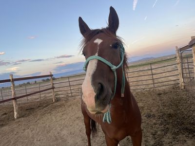 4 Yr Old Horse