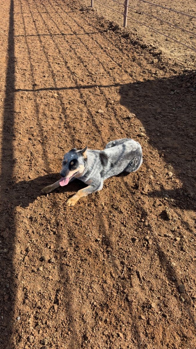 Blue Heeler for sale-great family dog