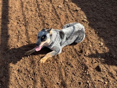 Blue Heeler for sale-great family dog