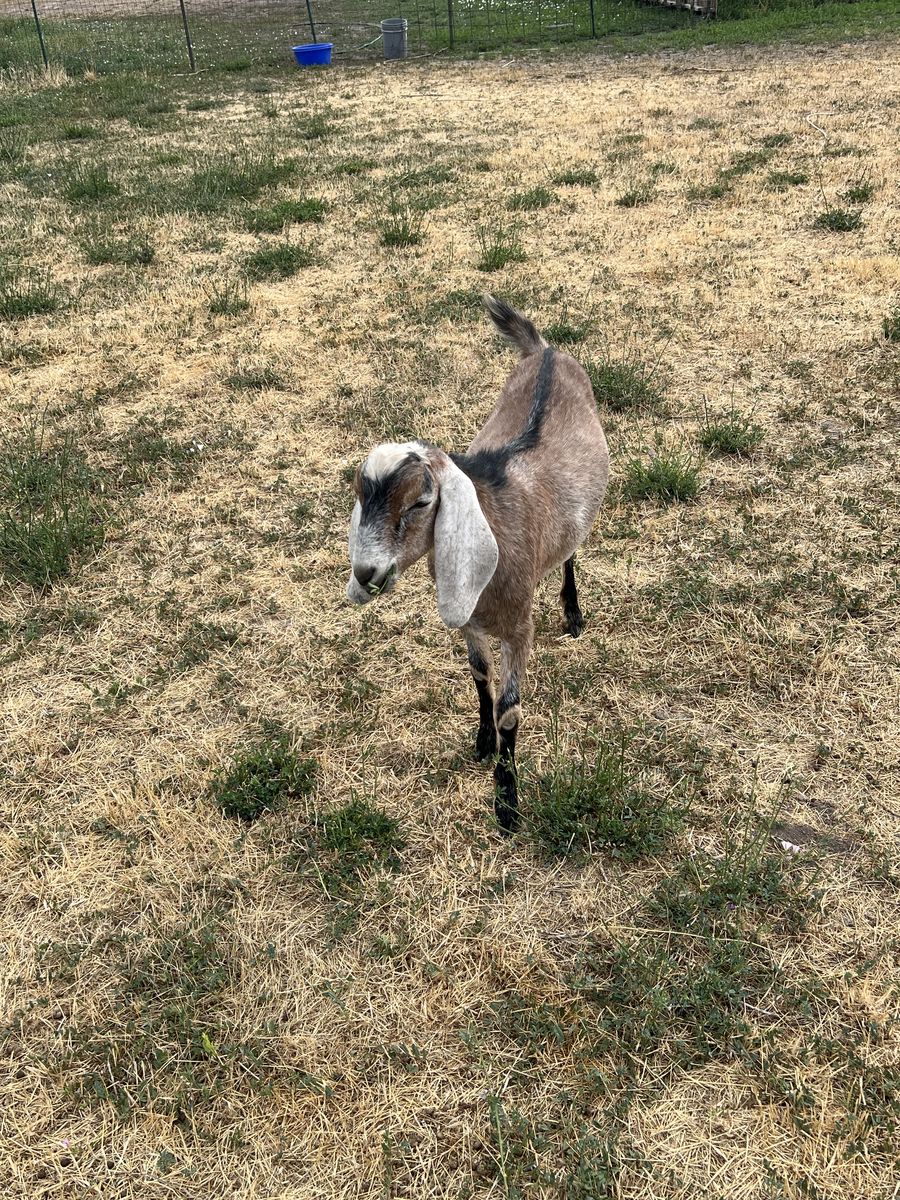 Nubians/ Nigerian dwarf