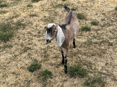Nubians/ Nigerian dwarf