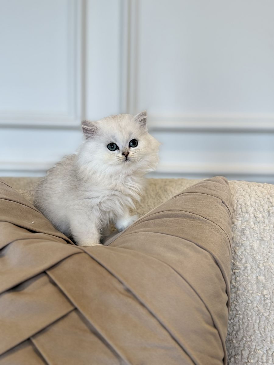 Scottish straight long-haired kitten-boy