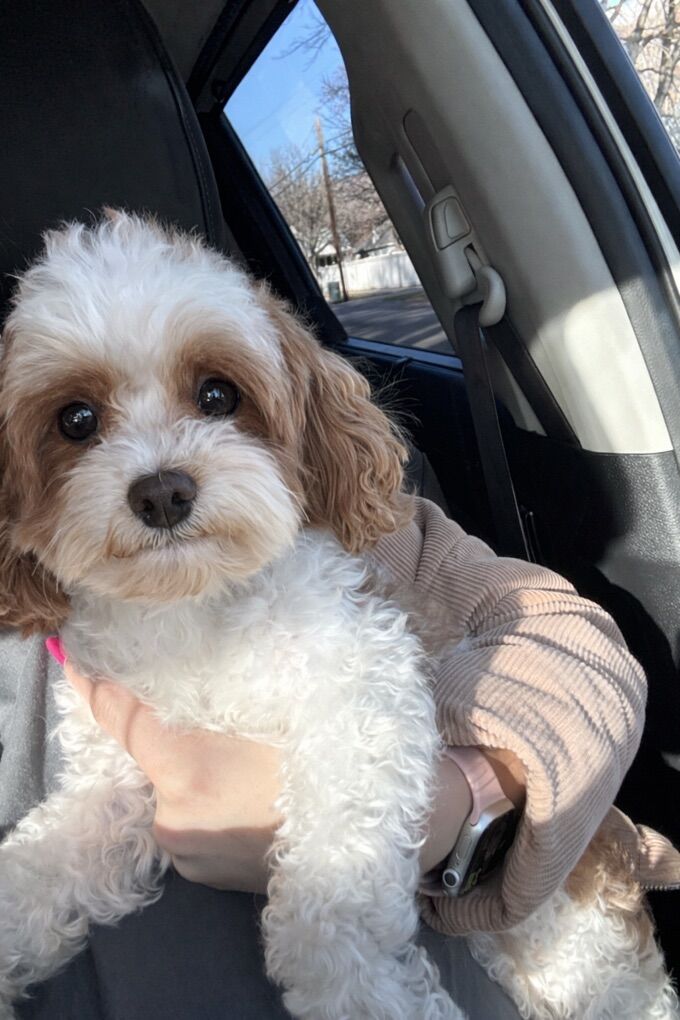 4lb Micro Cavapoo Stud 36.5% Cavalier +/- Bb 10/10