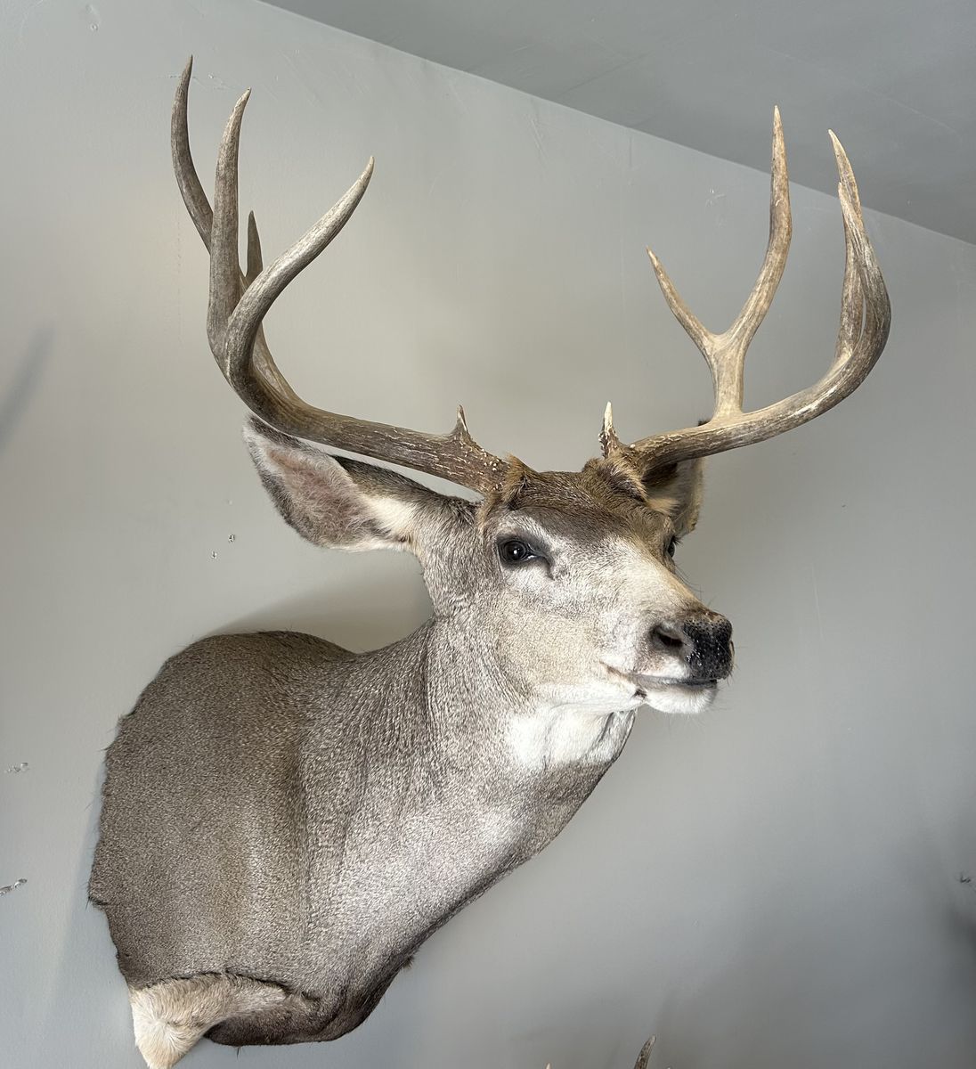 Four Point Mule Deer Mount