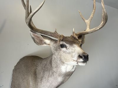 Four Point Mule Deer Mount