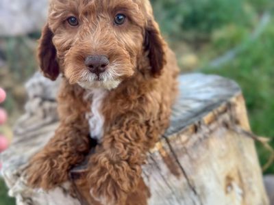 Mini goldendoodle F1bb, 15-30lbs, Red and white, doggy door trained,