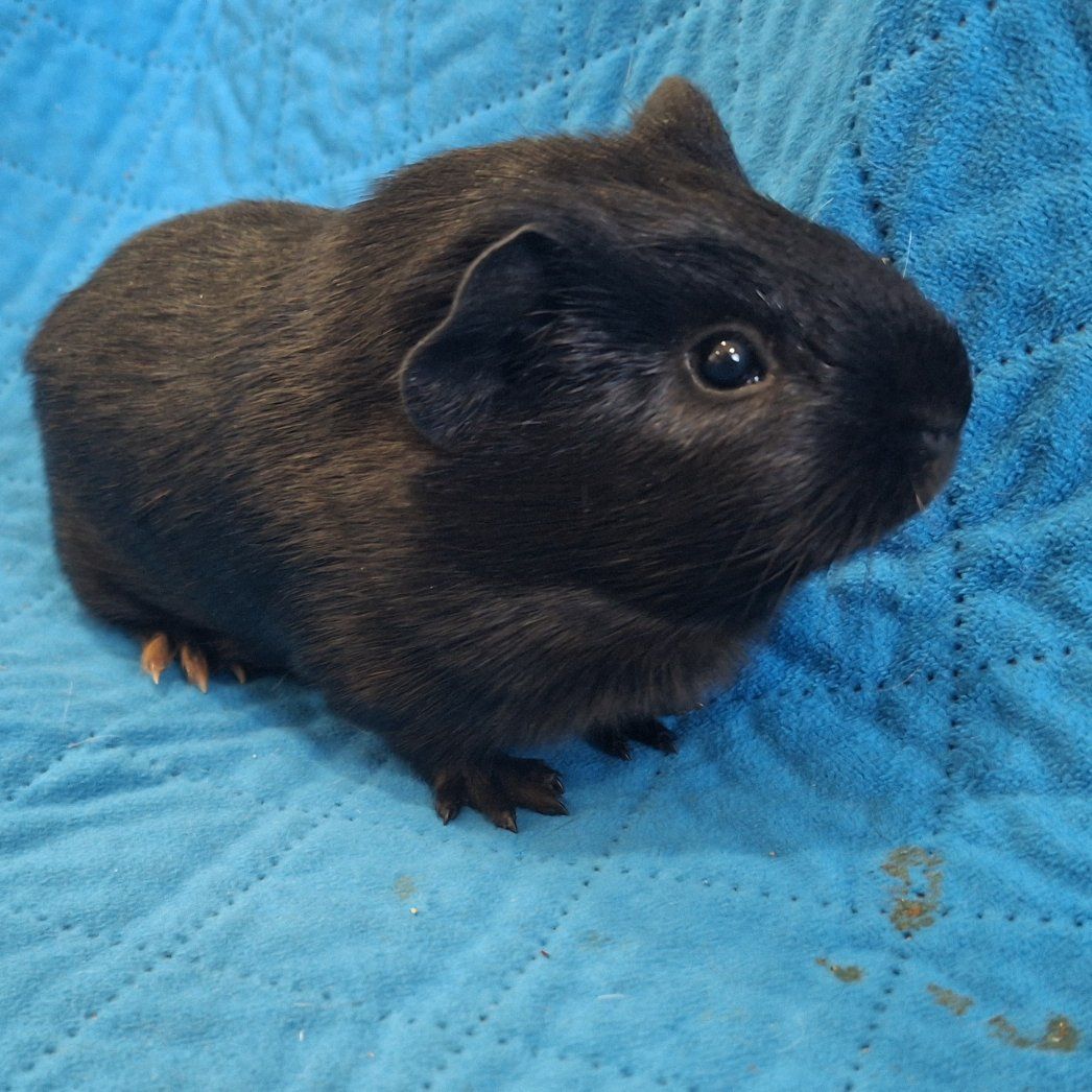Baby Guinea Pig: Ebony