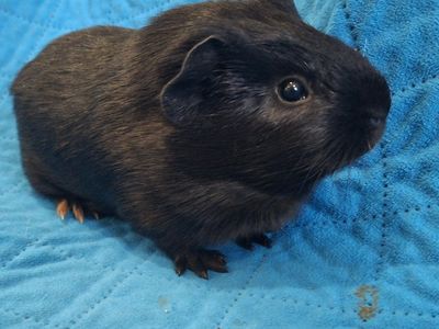 Baby Guinea Pig: Ebony