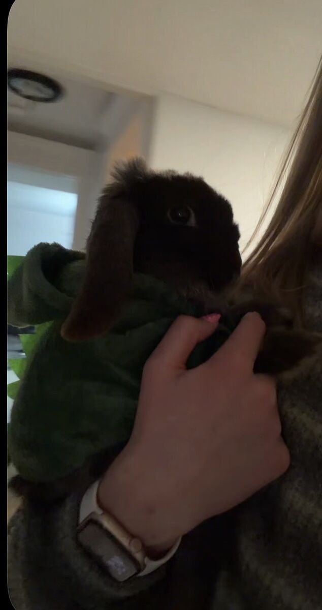6  Month Old Male Holland Lop