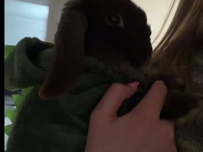 6 Month Old Male Holland Lop