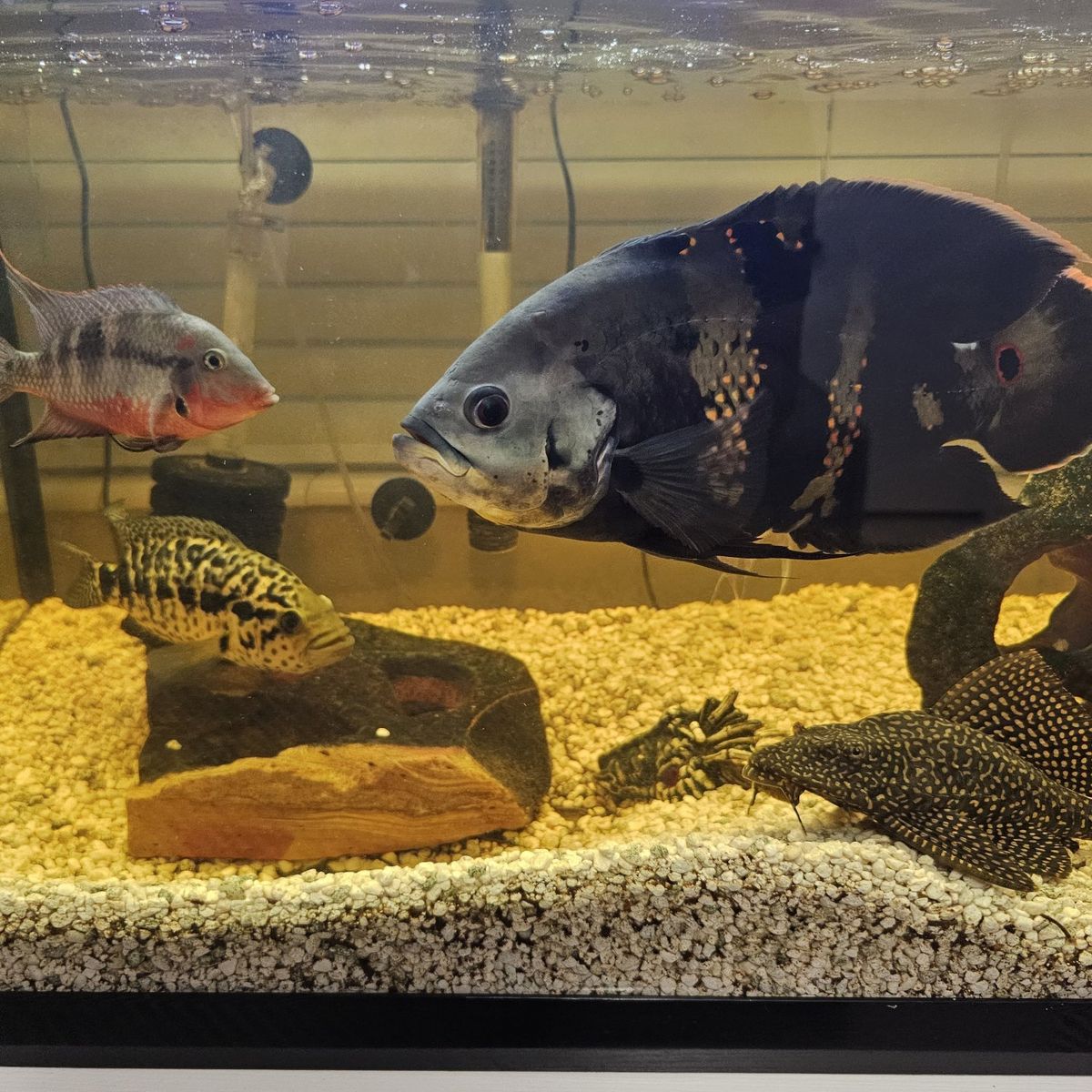 Chiclid and Goldfish Tanks