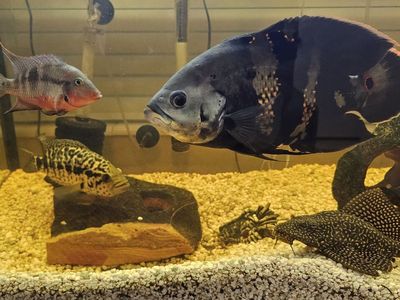 Chiclid and Goldfish Tanks