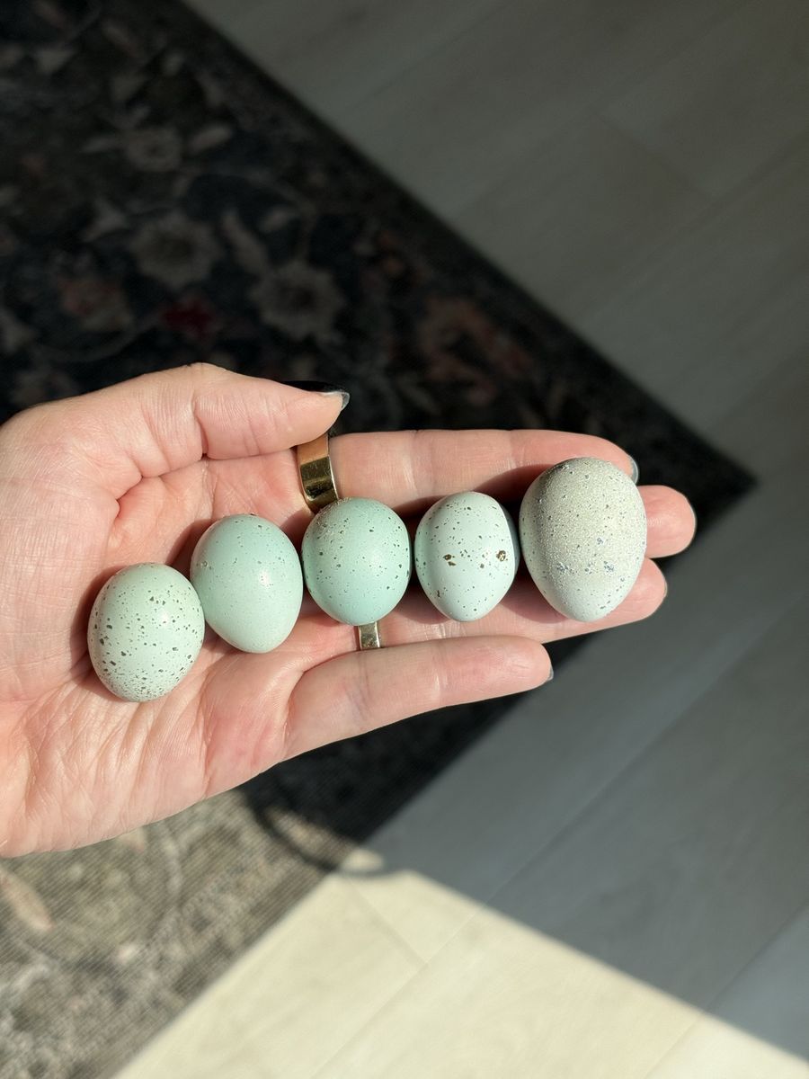 Fertile Coturnix Quail Hatching Eggs - Potential Celadon Genetics