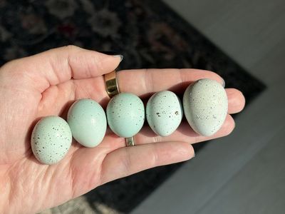 Fertile Coturnix Quail Hatching Eggs - Potential Celadon Genetics